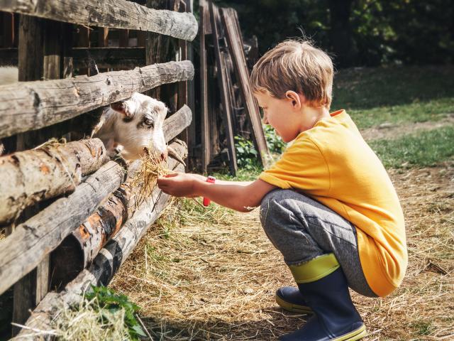 Holidays in the country - little boy feeds a goat