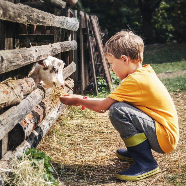 Holidays in the country - little boy feeds a goat