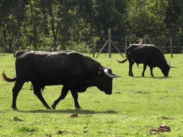 La Ganaderia De Buros