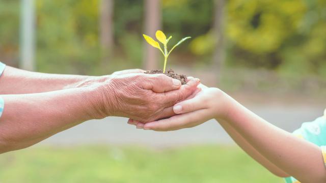 Personne Agee Enfants Tenant Plante